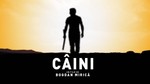 Câini