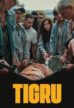 Tigru