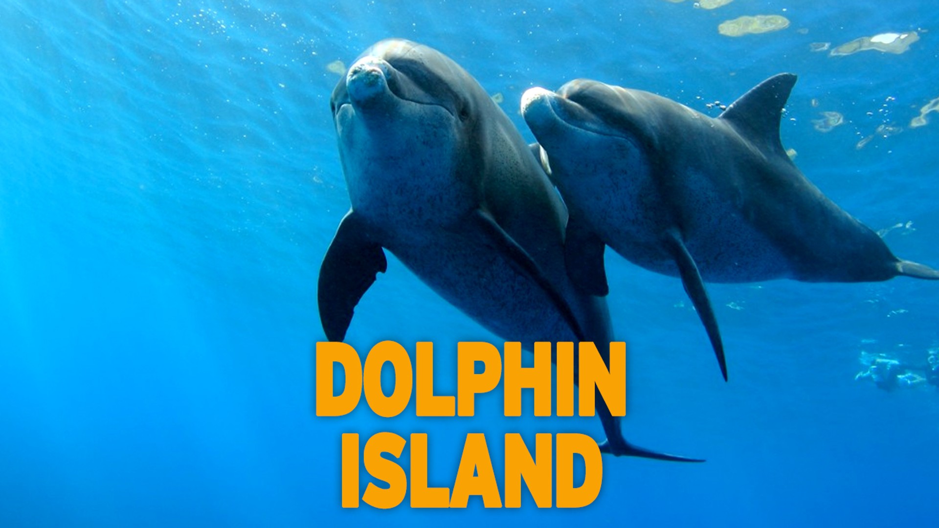 Insula delfinilor