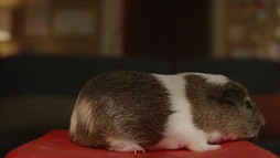 Episodul 1