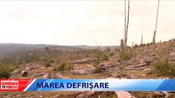 Marea defrișare