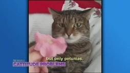 Episodul 7