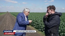 Agricultură fără rădăcini