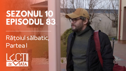 Episodul 83 - Rățoiul sălbatic, Partea I