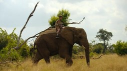 Călătoria marelui elefant