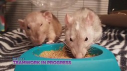 Episodul 13