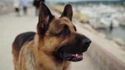 Episodul 3